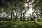 The picture shows a meadow and trees on a sunny day