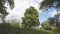 Das Bild zeigt einen Baum in grüner Landschaft