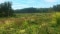 Das Bild zeigt eine Wiese im Wald. 